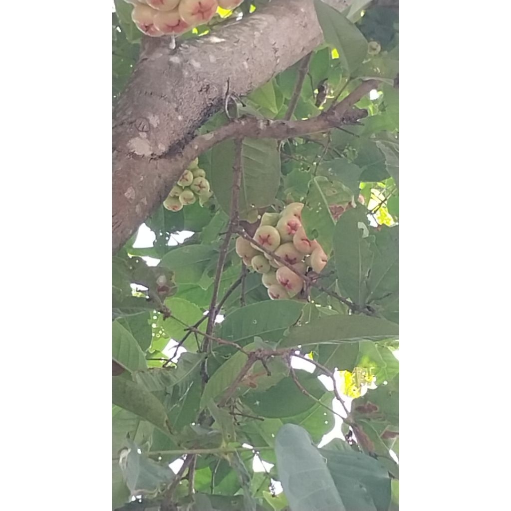 

jambu air putih
