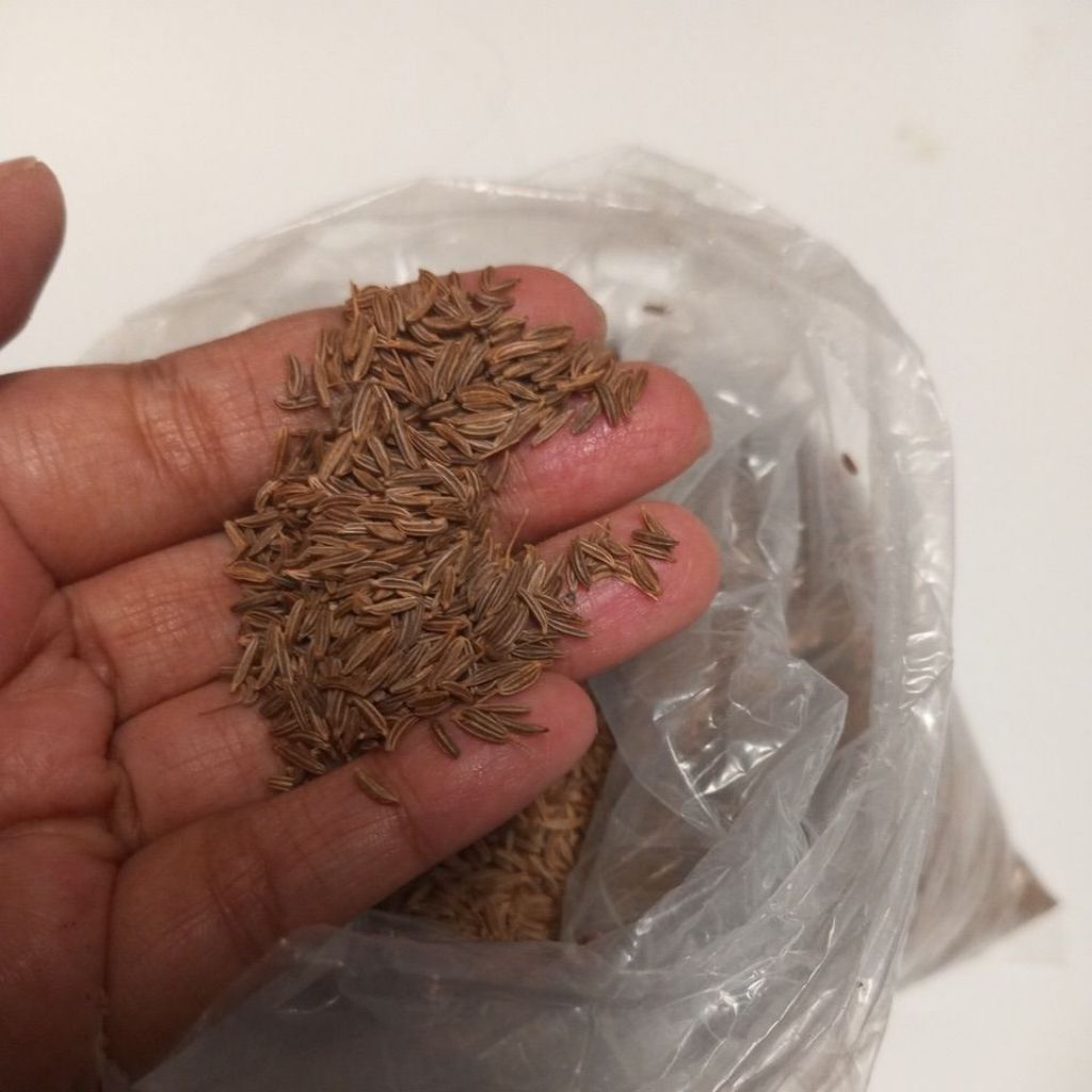 

Jinten bumbu dapur 35 gram