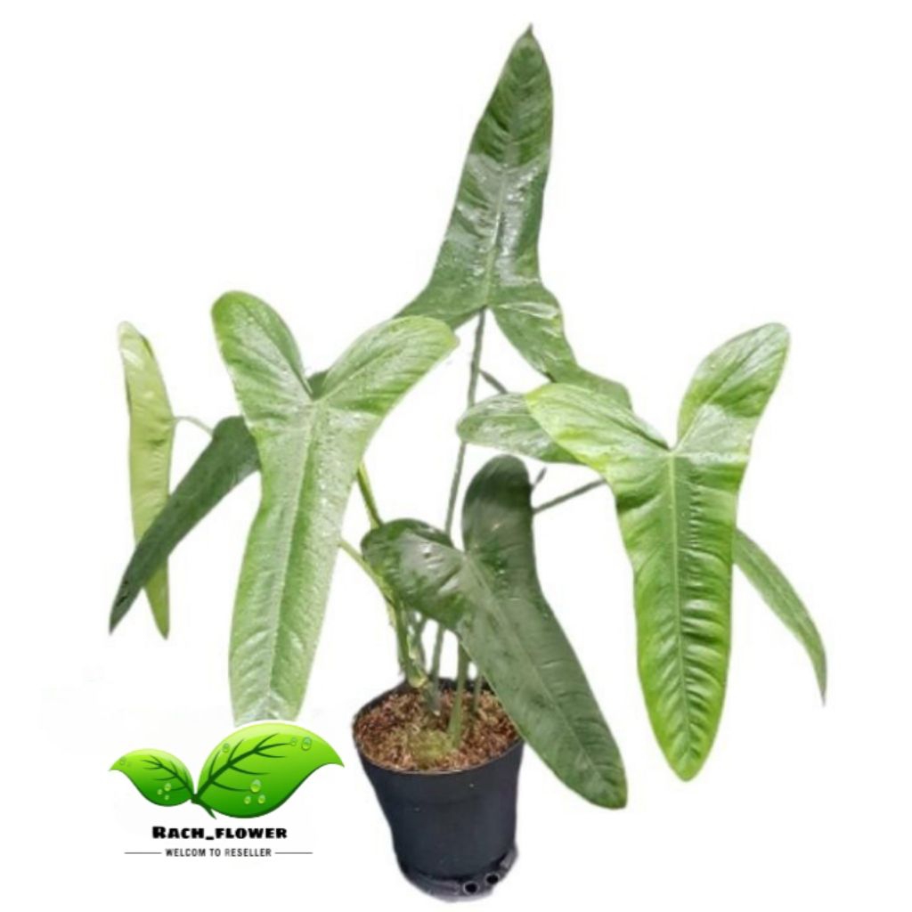 Philodendron sharoniae san antonio - tanaman hias philodendron sharonii koleksi - Daun 1