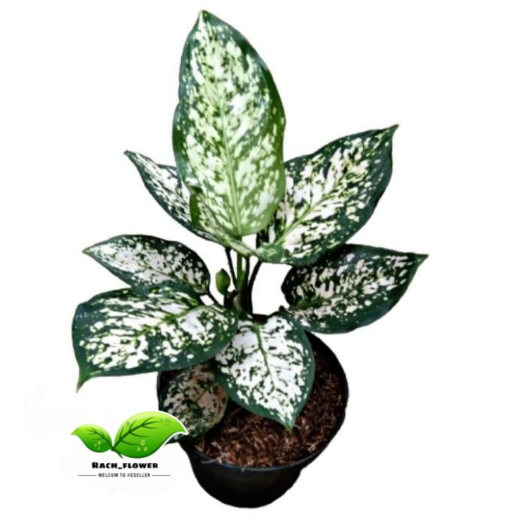 Tanaman hias Aglonema dud white - aglonema super dud white