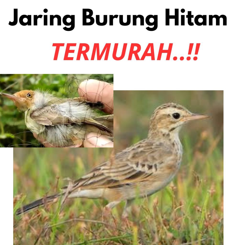Jaring burung pipit jaring burung emprit lubang 2 jari jaring burung hitam jaring termurah