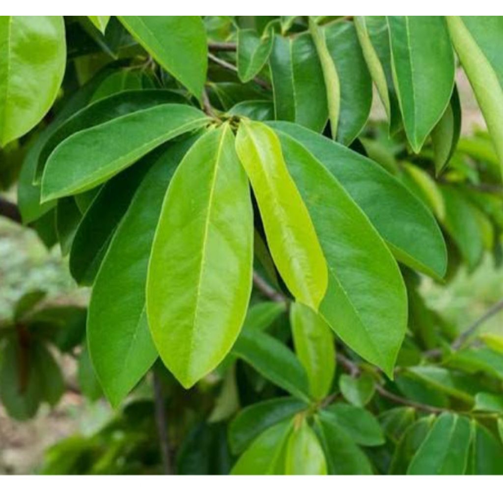 

Paket hemat 50 lembar daun sirsak segar