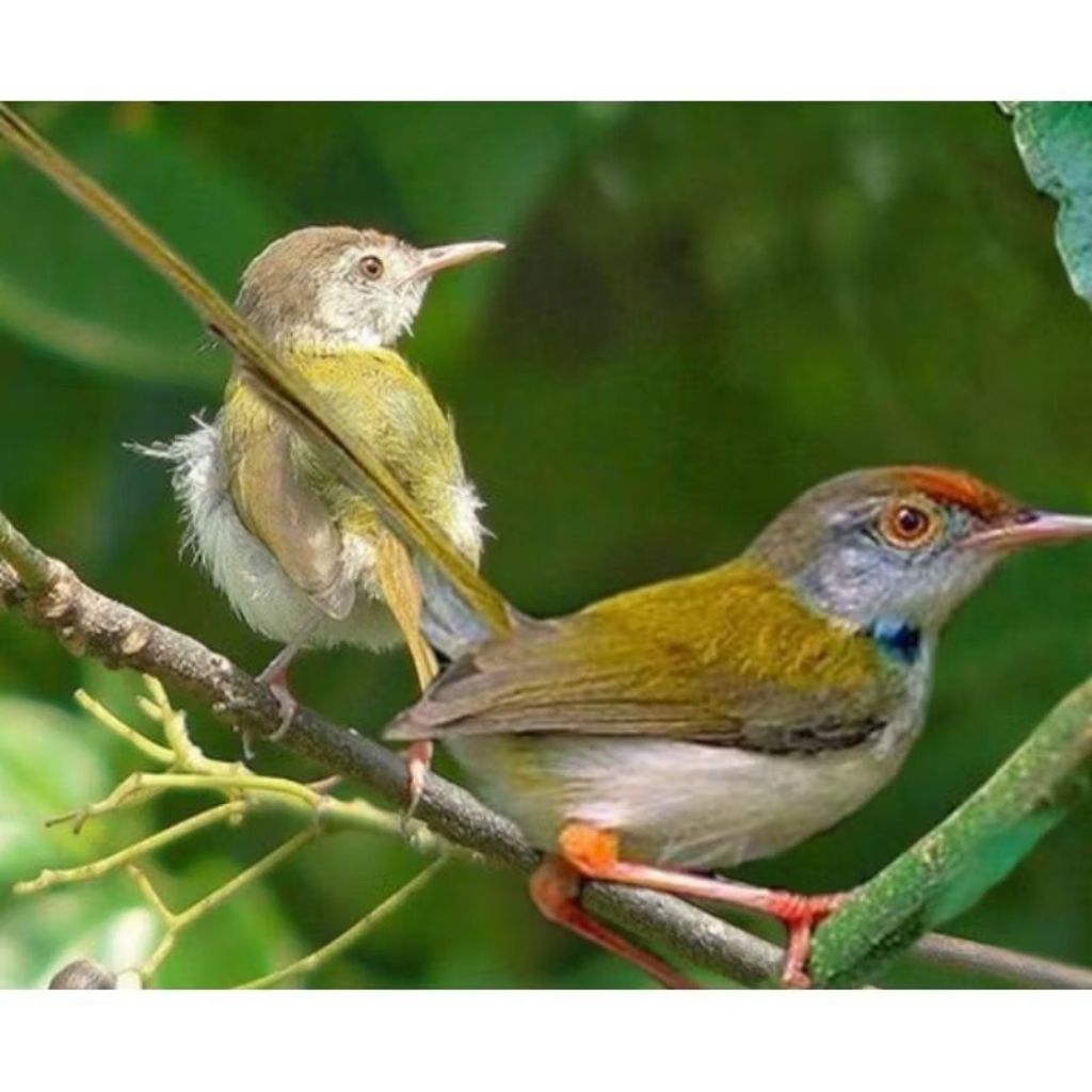 

prenjak daun pilihan istimewa