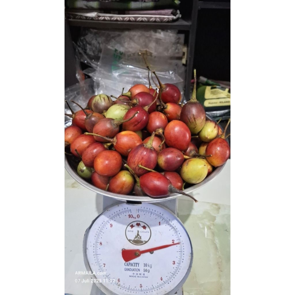 

Terong Belanda Segar