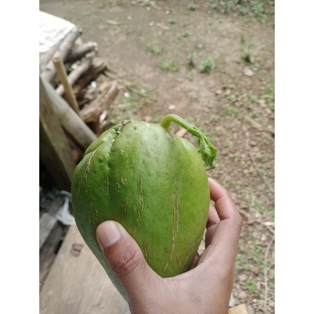 

bibit labu Siam jumbo