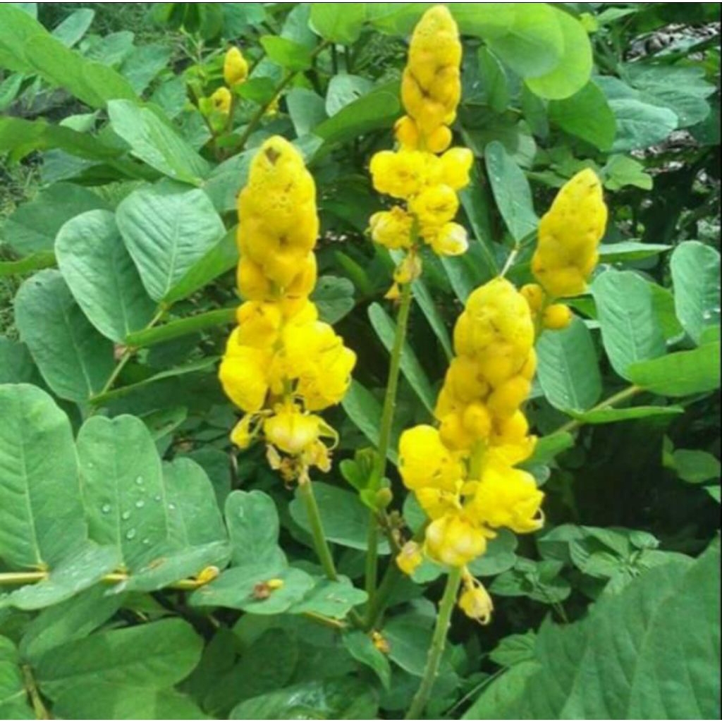 

Daun ketepeng segar 500 gram