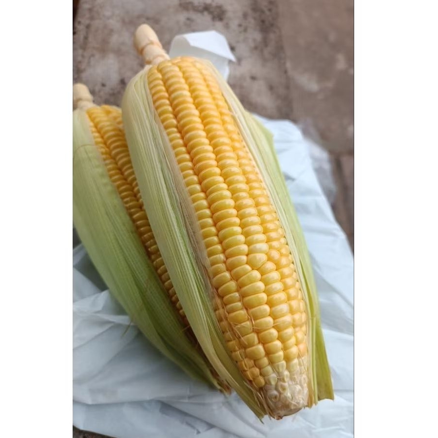 

Jagung Manis Pontianak