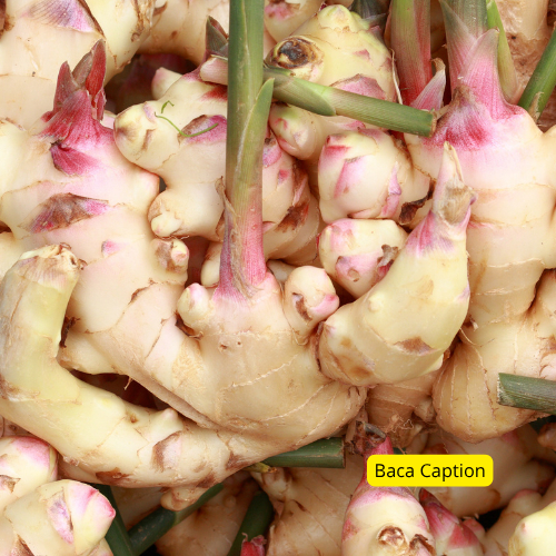 

Lengkuas Segar Lokal – Aromatik & Siap Masak