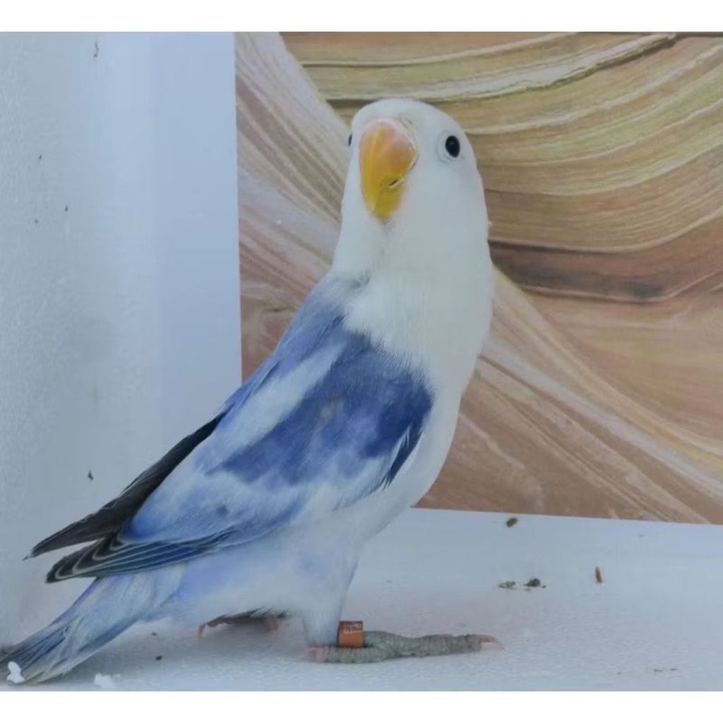 Lovebird blue series