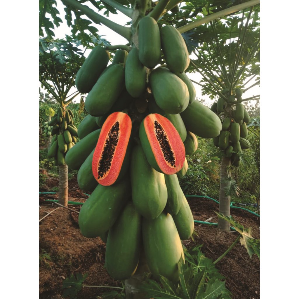 

BULK 1kg – pepaya california F1 (P 880)