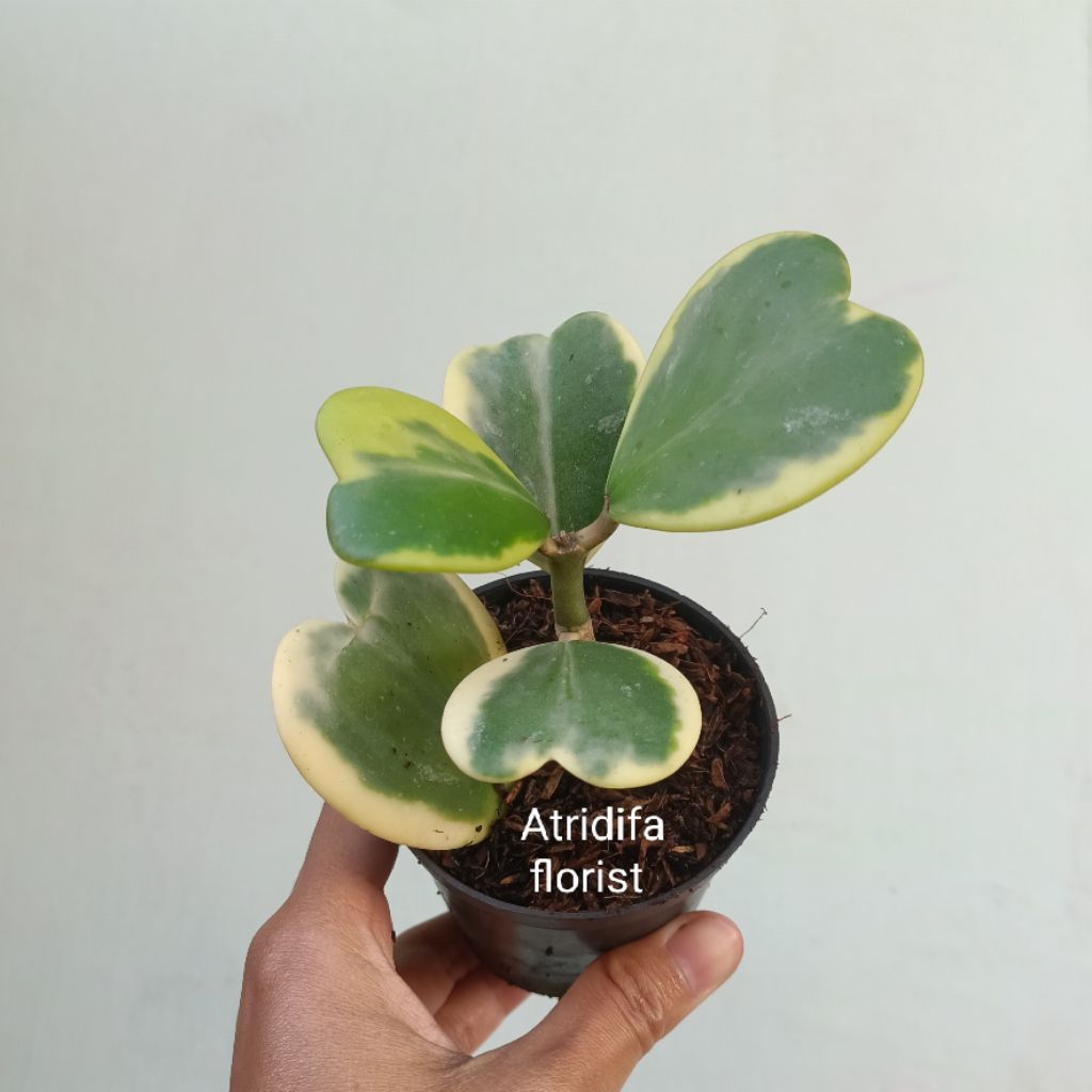 Hoya Love Variegata - tanaman hias hoya hati