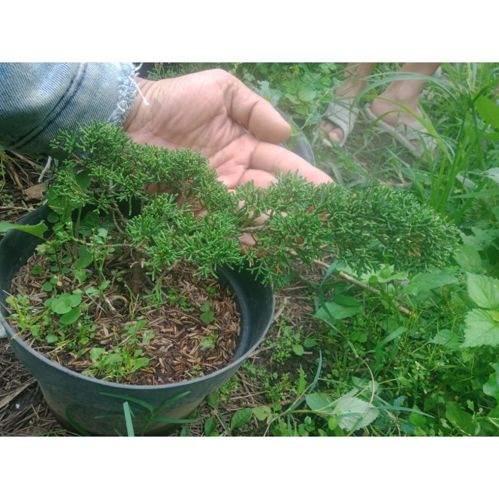 cemara sargenti pingpong