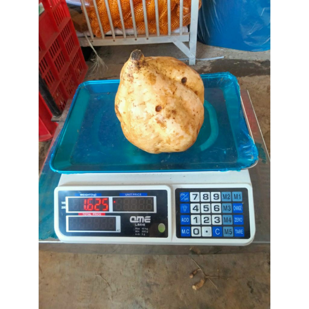 

1 biji Ubi Cilembu Jumbo ( Ujum)