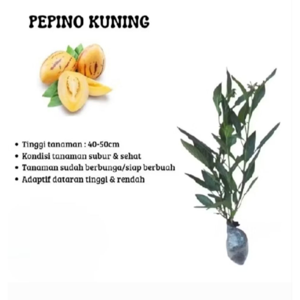 Bibit tanaman buah papino kuning (papino melon )
