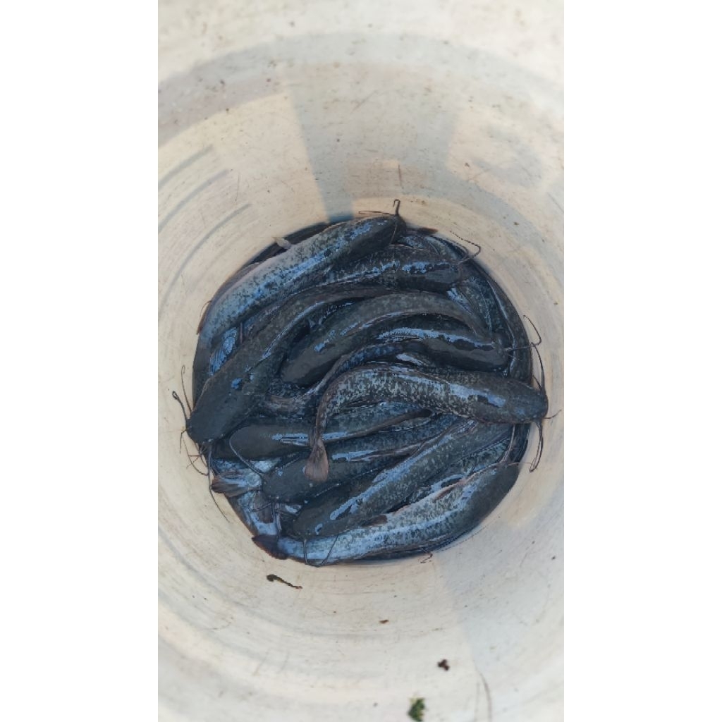 

Ikan Lele Segar Per Kg