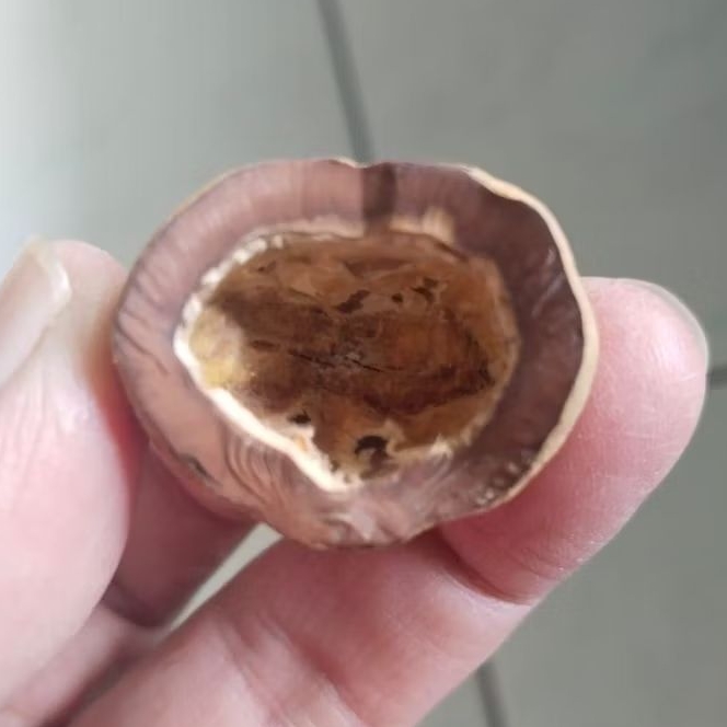 Kemiri Adu Muncang Adu Anak 4G Urgen Garung