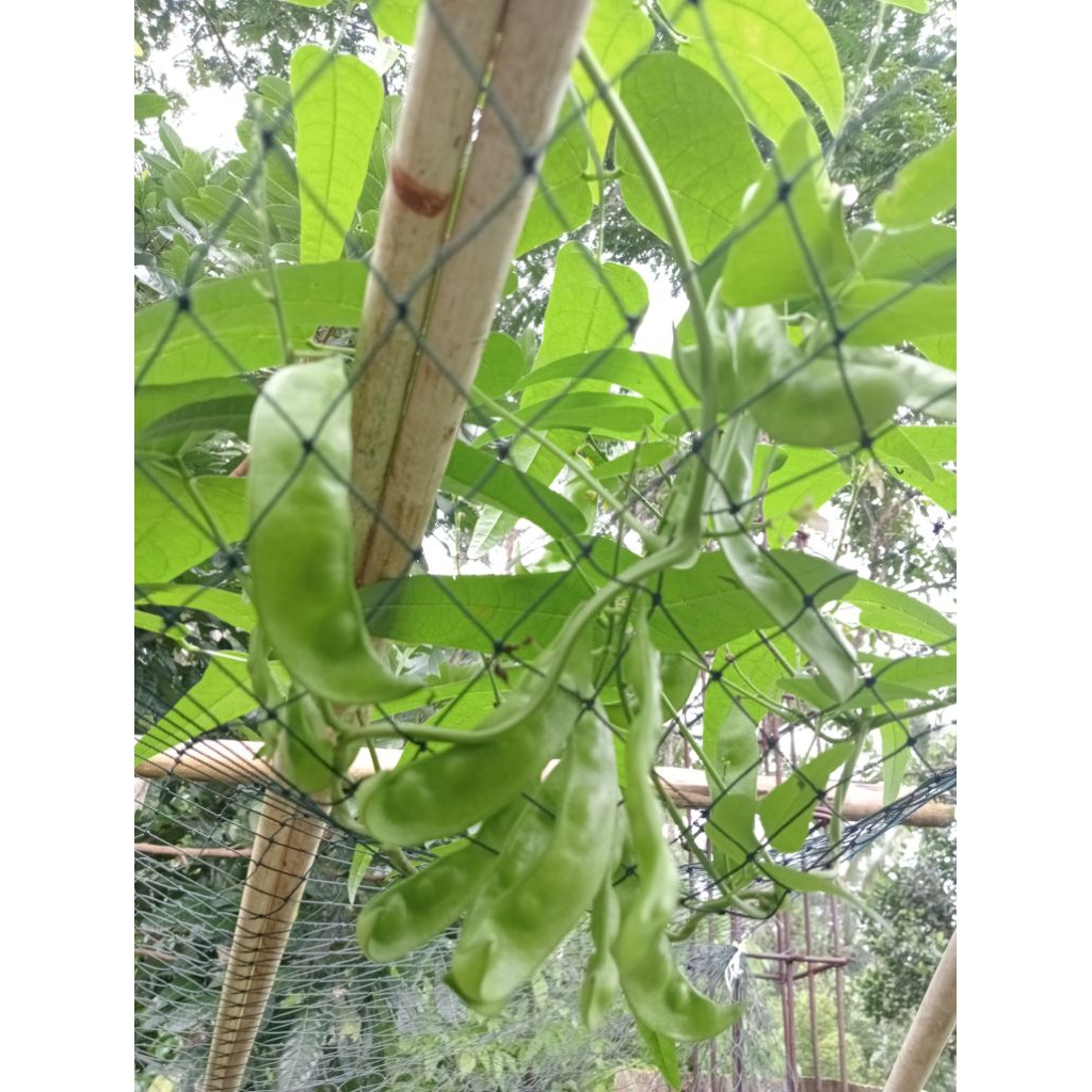 

sayur kacang roay sayur/kacang koro kampung/krotok 250g segar fresh dan di jamin higienis