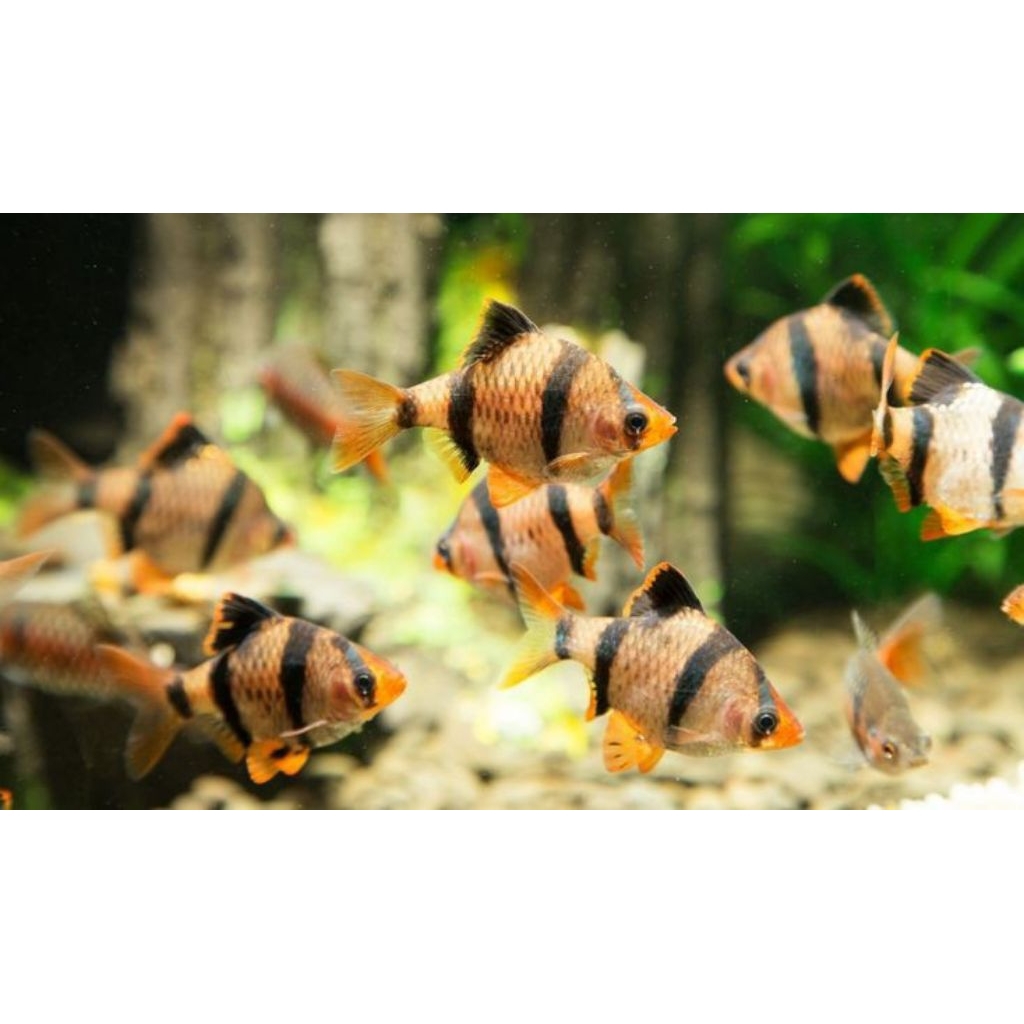 

Stiker berbentuk Sumatra Tiger barb untuk Aquascape dan aquarium