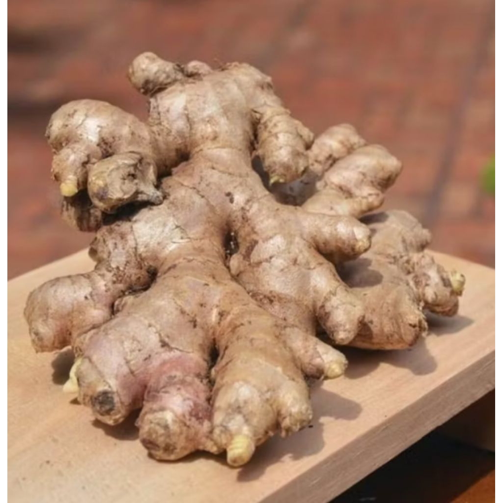 

Jahe Gajah Segar Jahe Putih Kualitas Super 1Kg