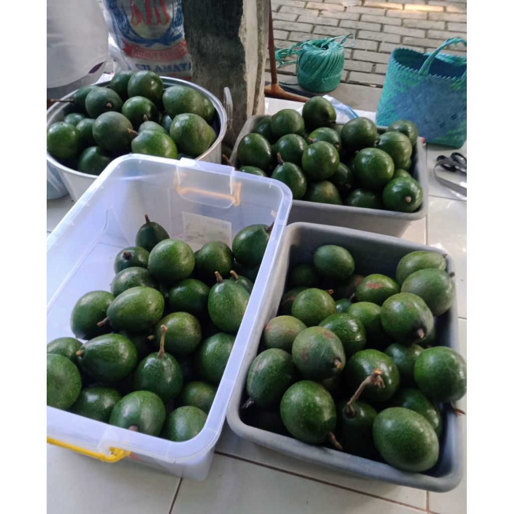 

alpukat mentega kualitas super