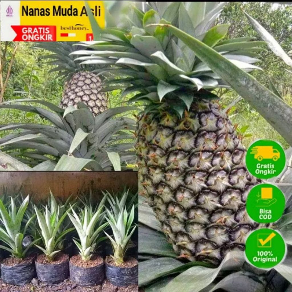 BIBIT NANAS MADU JUMBO NANASBOGOR DAUN TANPA DURI