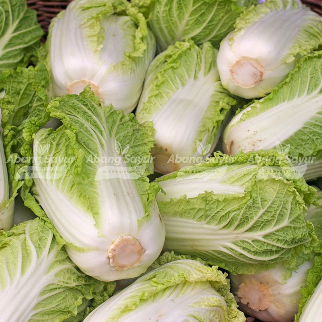 

Sawi Putih Segar – 1kg Kirim Instant Bandung Sayur Segar (Fresh Harian) - Cocok untuk Sup & Tumis