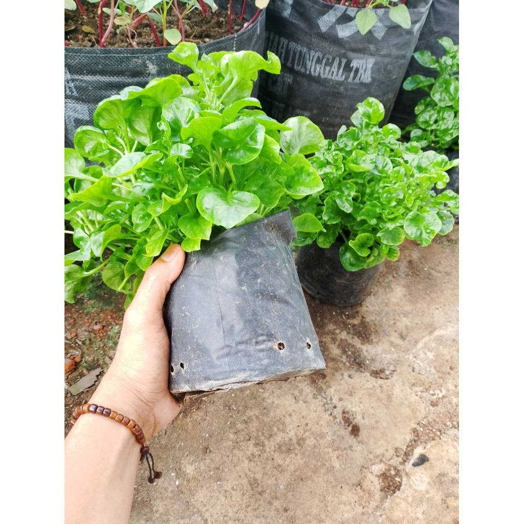 bayam brazil rimbun.bayam brazil dewasa.