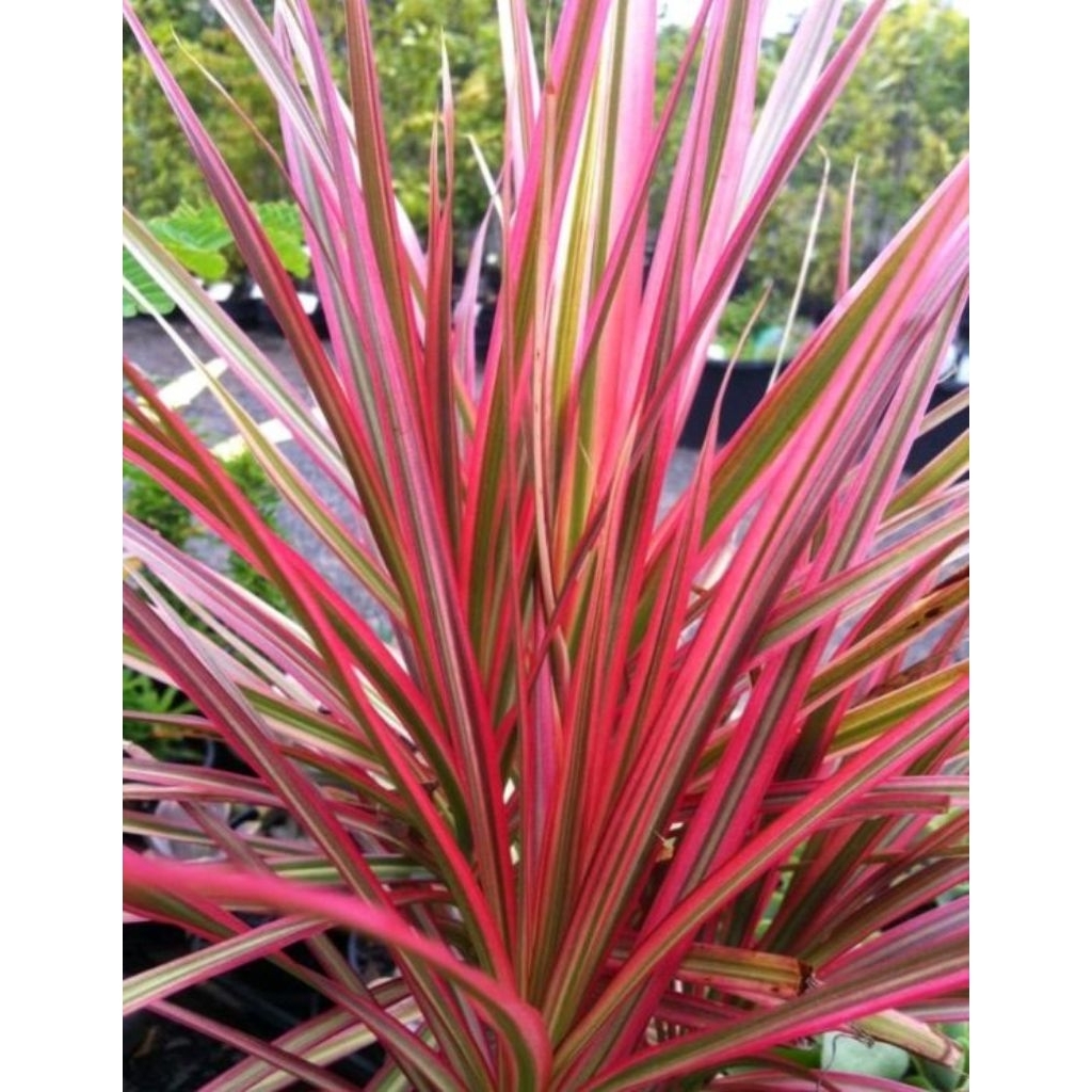 Tanaman hias Tricolour(Dracaena marginata Tricolour)