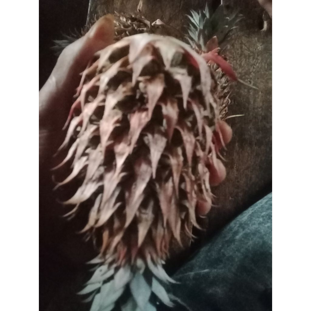 

ready buah danas muda segar/1pcs