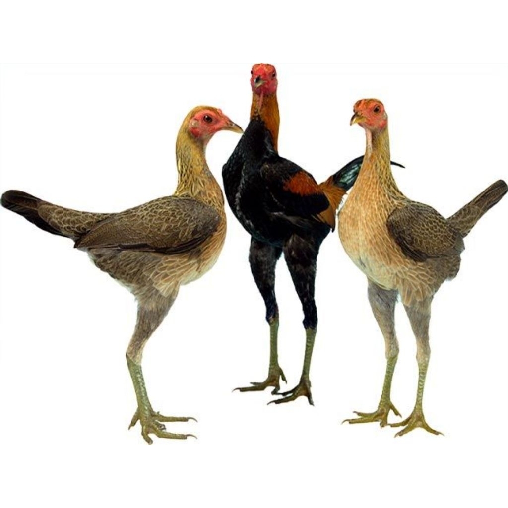 

Paket hemat 3 Telur Ayam Hias MGB (Modern Game Bantams) Fertil Buat ditetaskan