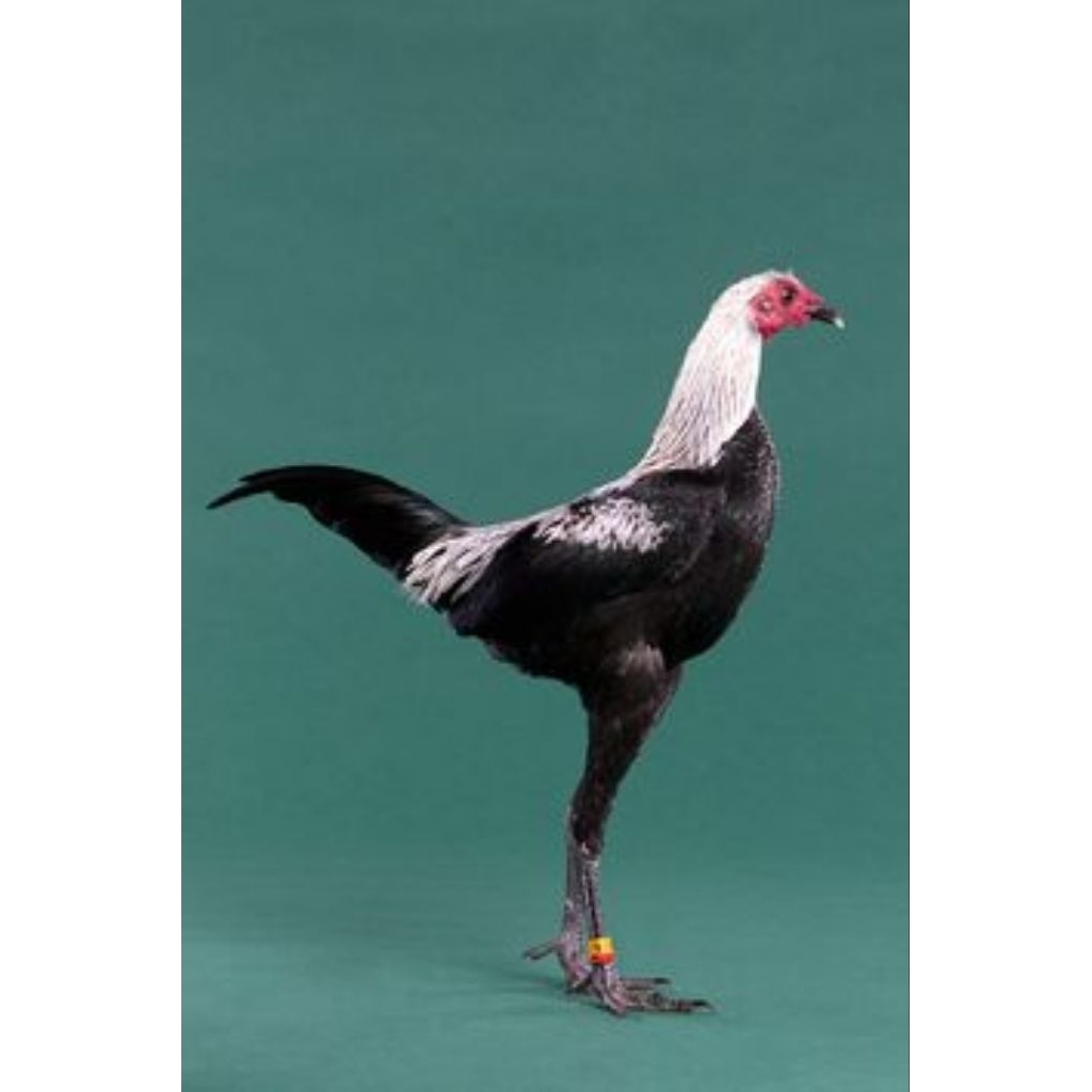 

Paket hemat 5 Telur Ayam Hias MGB Fertil Buat ditetaskan