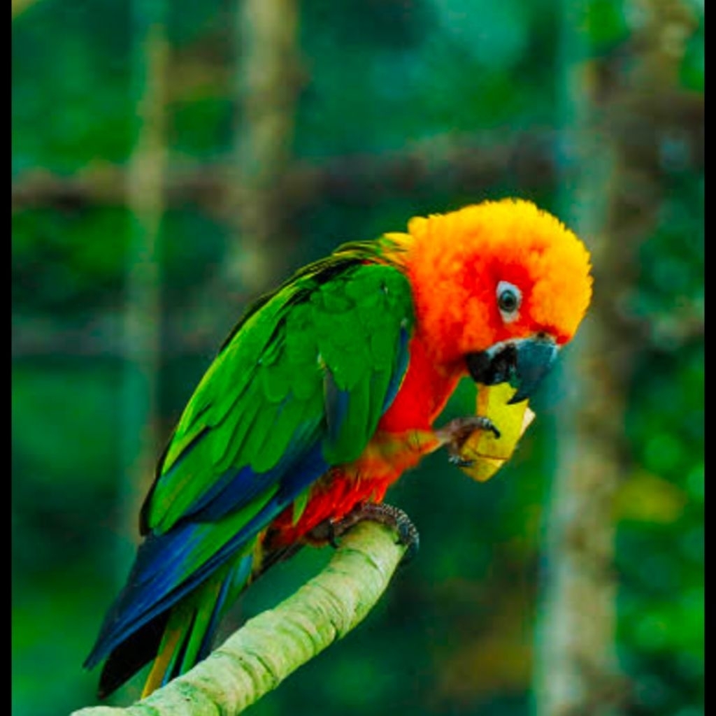 

TELUR FERTIL 2 BUTIR BURUNG SUN CONURE SIAP TETAS