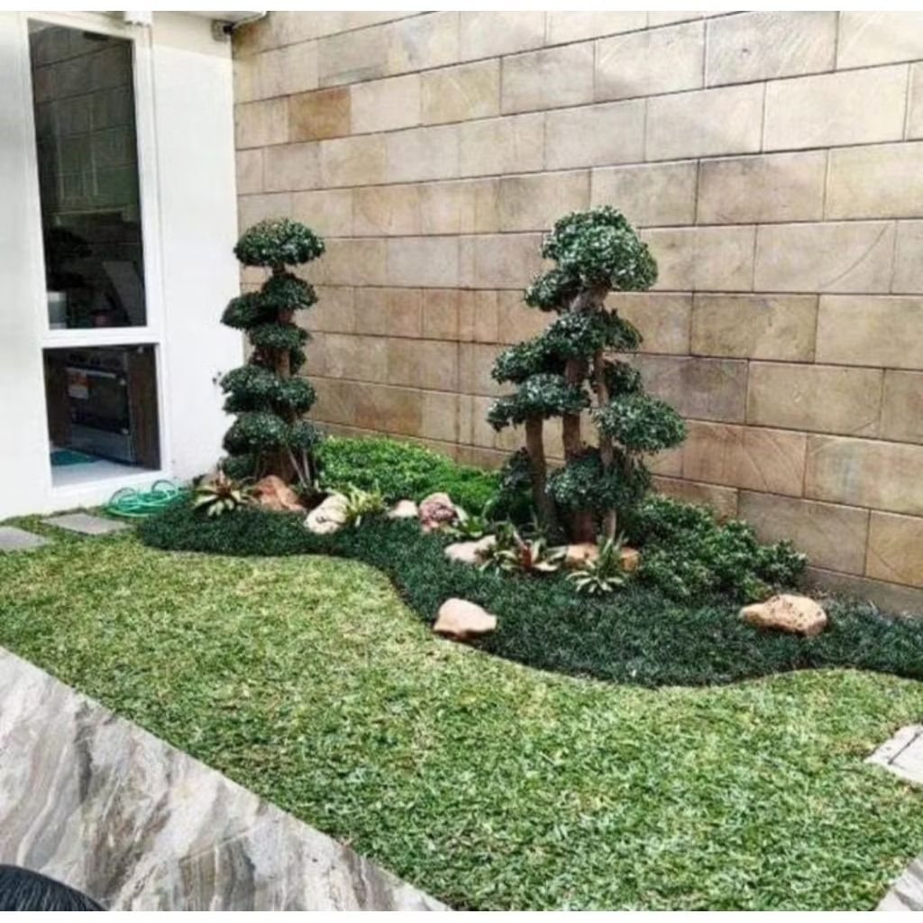TAMAN RUMPUT OUTDOOR MINIMALIS TANAMAN ASLI BONSAI ELEGEN