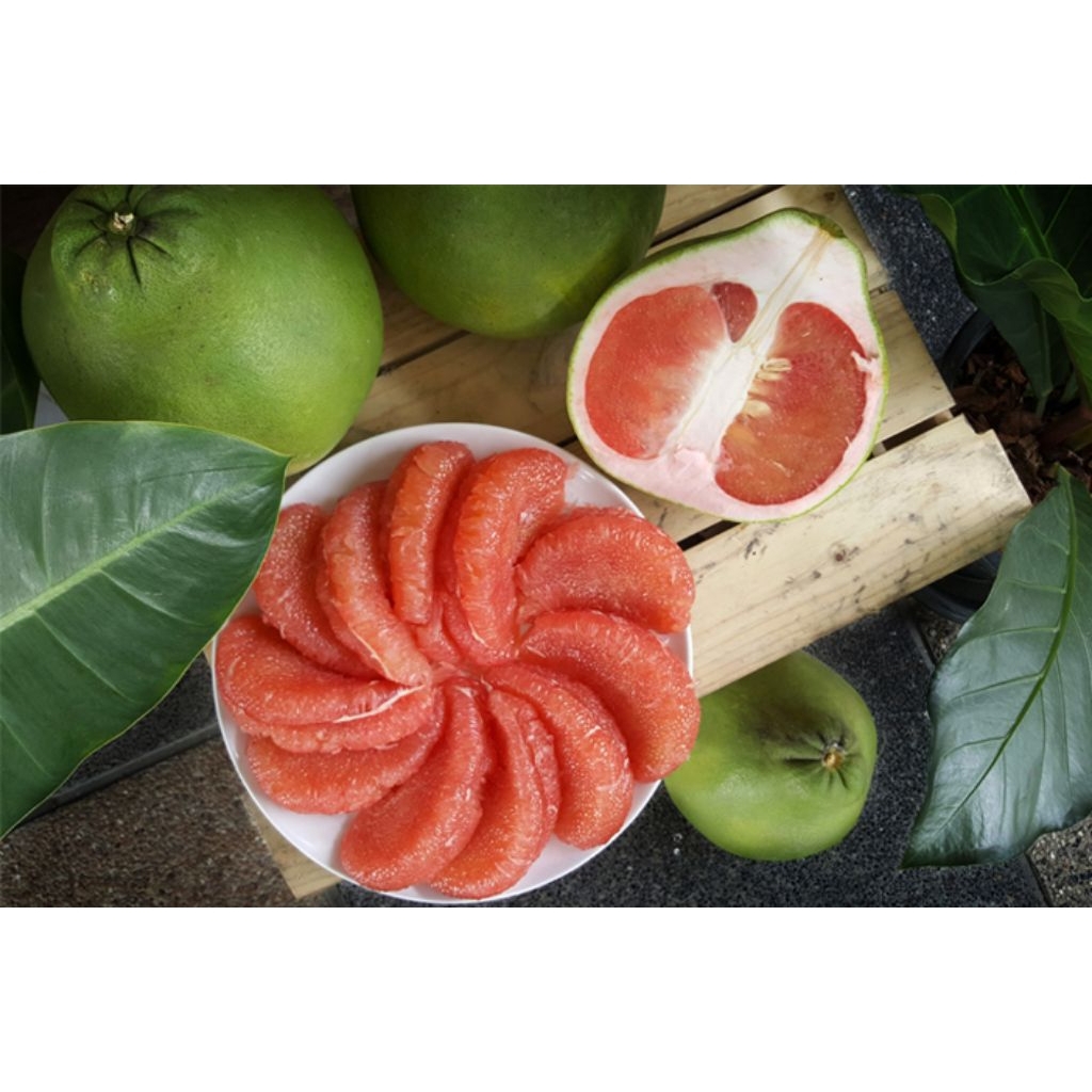 bibit tanaman jeruk Bali manis red Pamelo