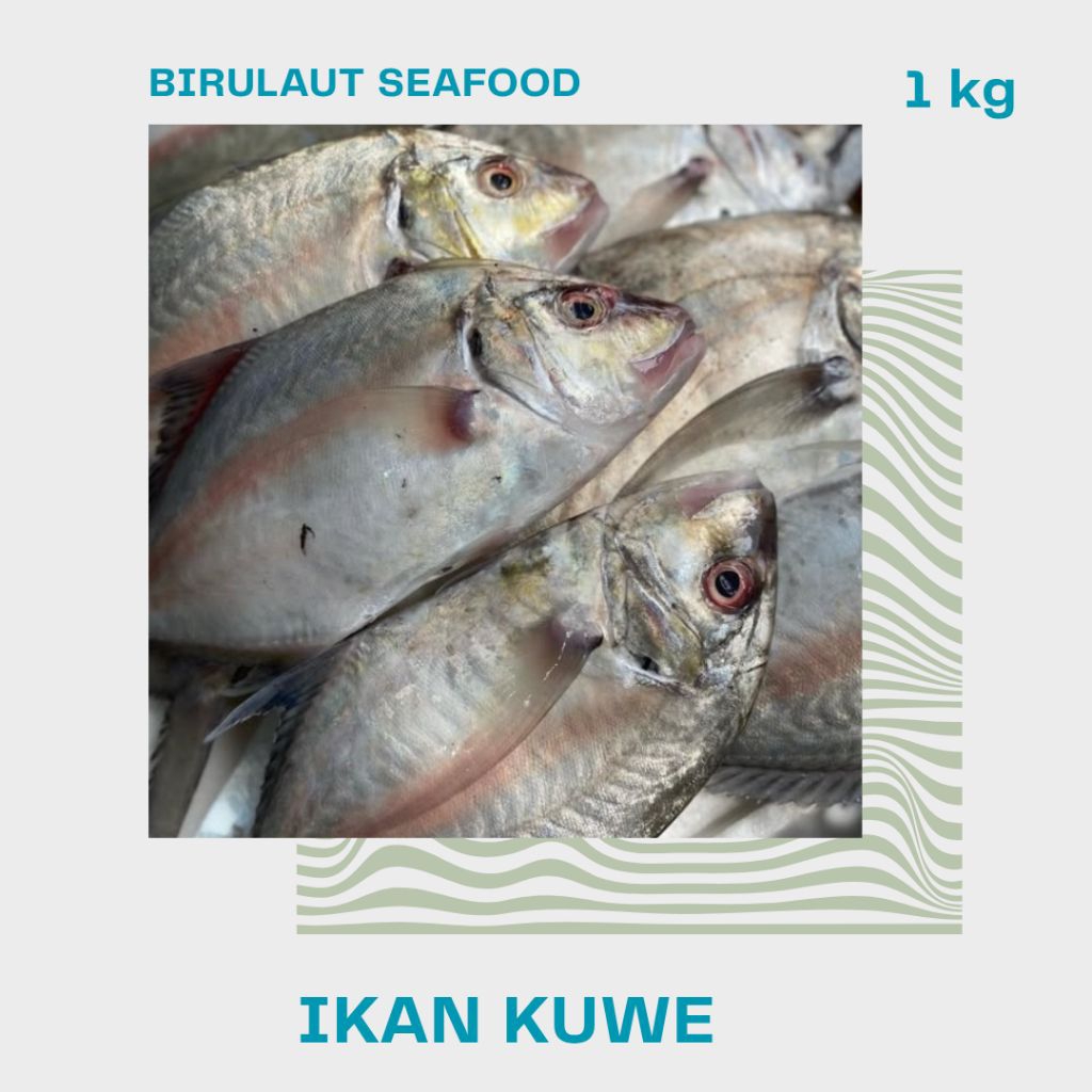 

IKAN KUWE SEGAR 1kg - 1,2kg