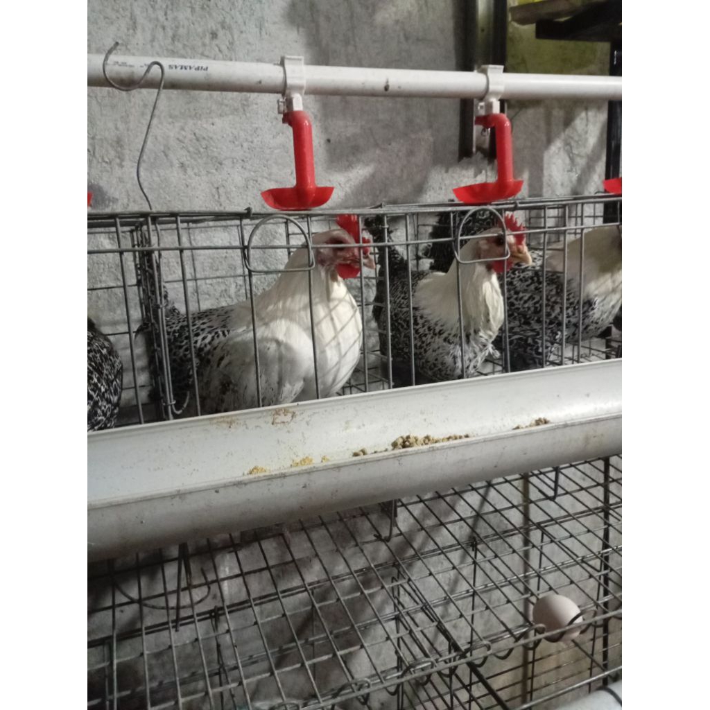 Ayam petelur Arab betina Usia 20 minggu