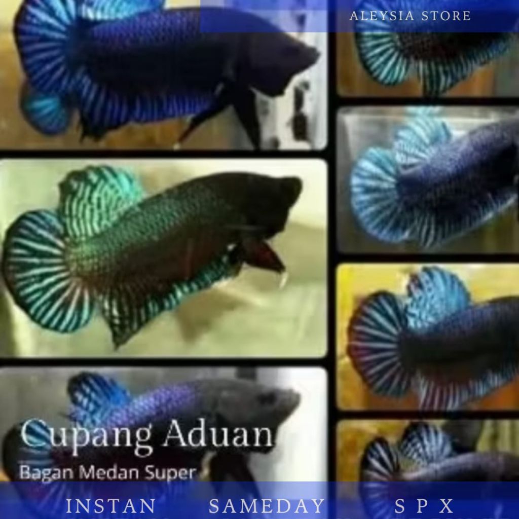 Cupang Aduan Bagan Medan Super Kualitas Terbaik