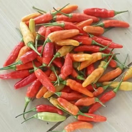 

Cabe Rawit Super Pedas