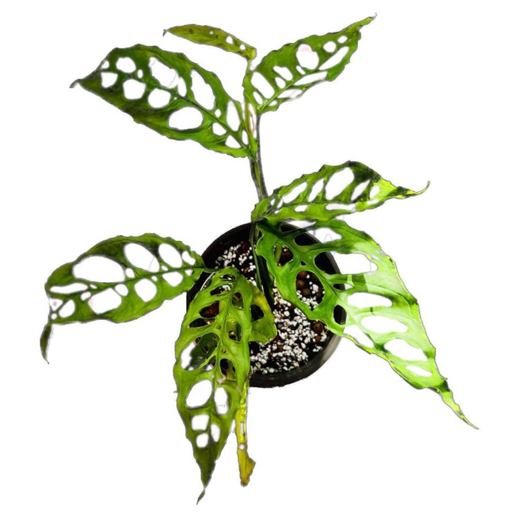 Tanaman Hias Philodendron Obliqua,janda bolong obliqua