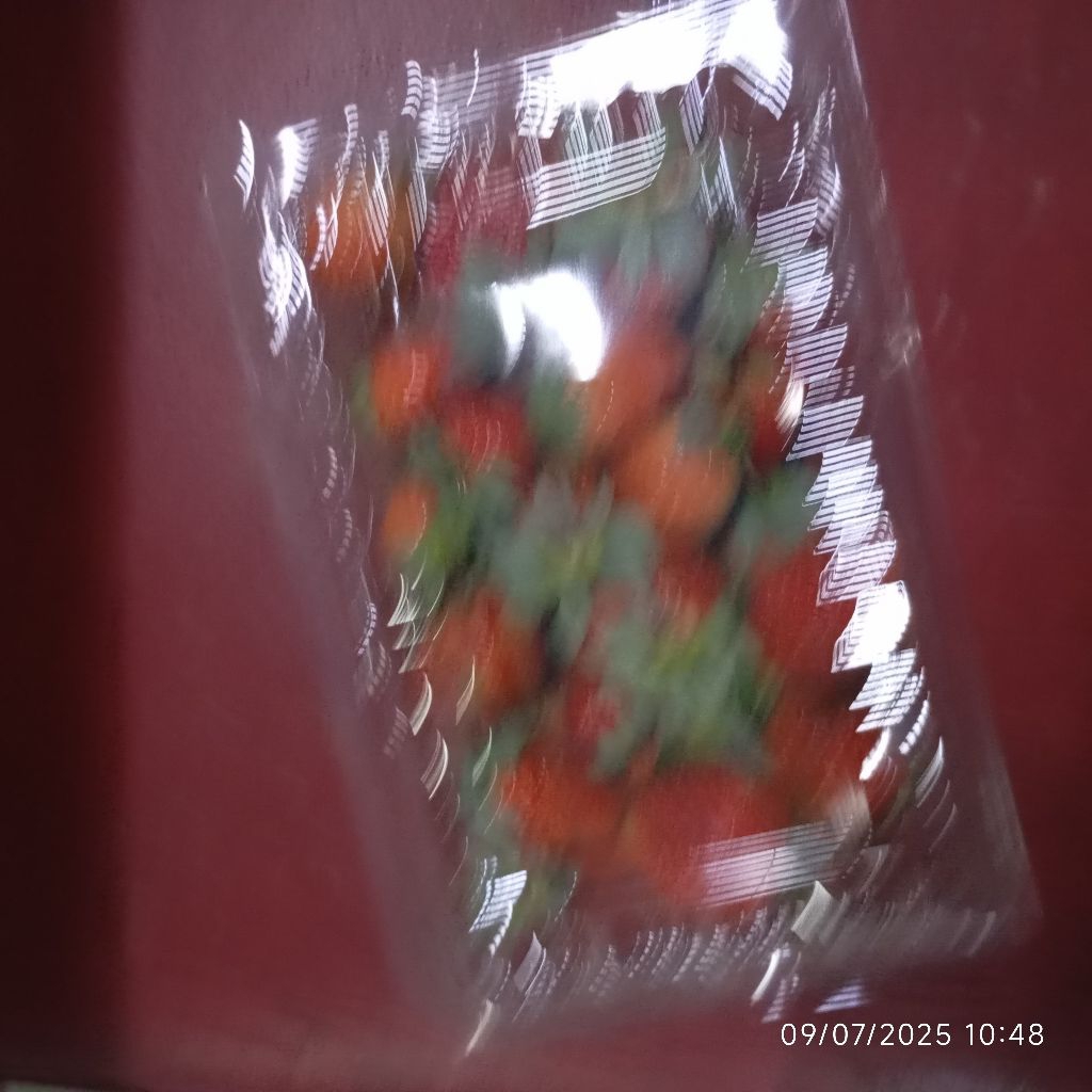 

Stroberi Segar 500 gram Strawberry Fresh