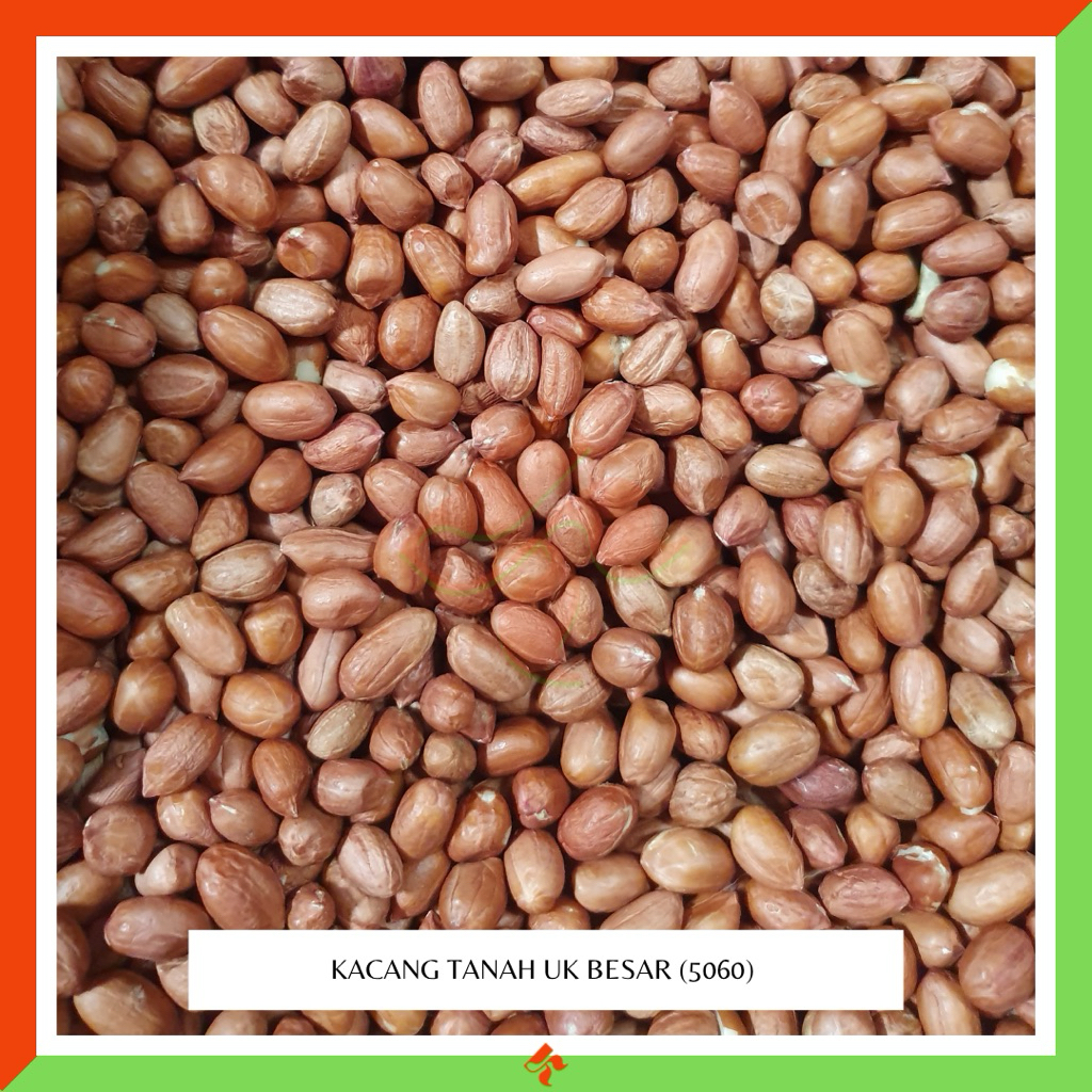 

KAKARA - Kacang tanah impor ukuran BESAR / 5060 / kacang tuban kacang tanah mentah grosir kiloan