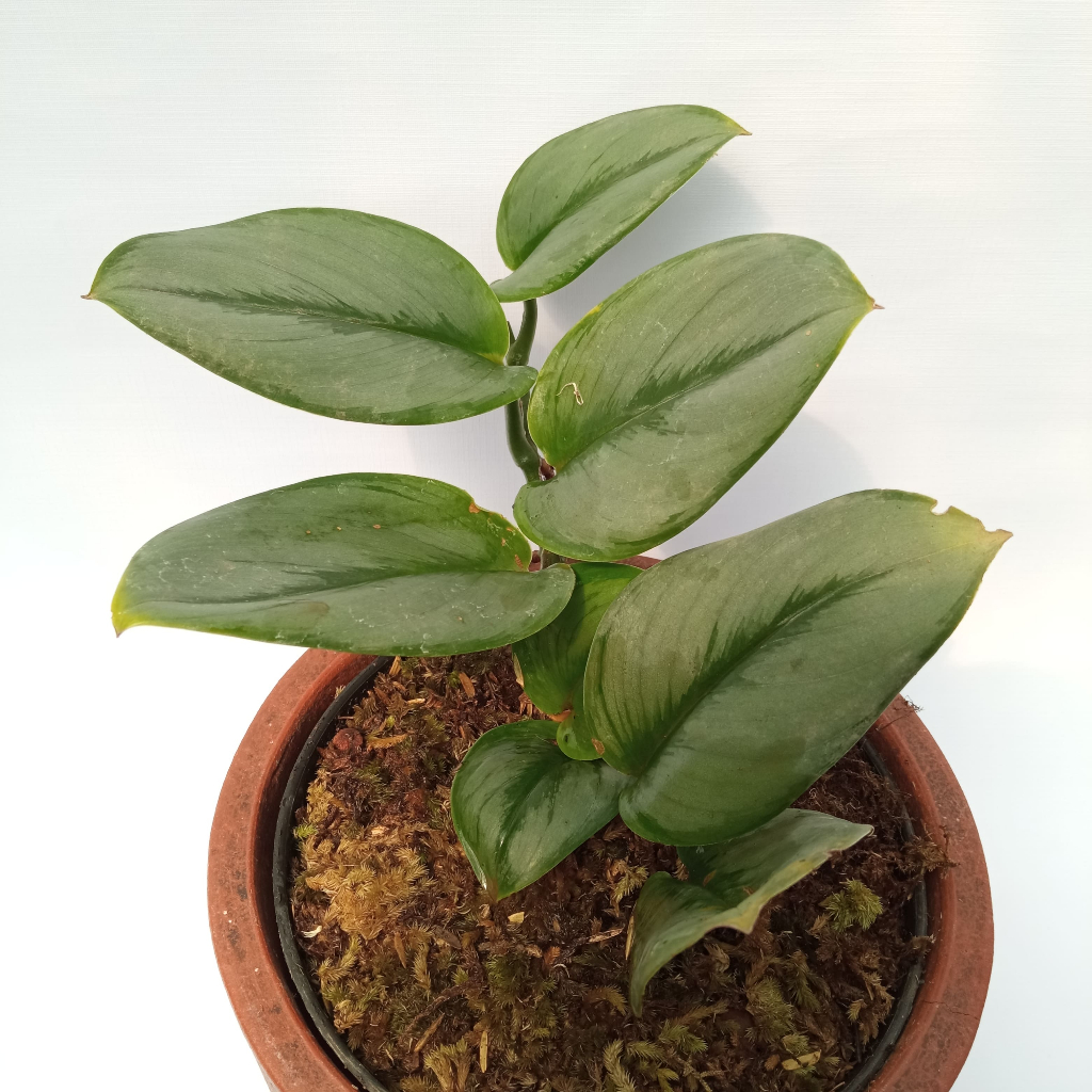 Tanaman Hias Scindapsus Treubii Moonlight rimbun - Scindapsus Treubii Moonlight - Scindapsus - Tanam