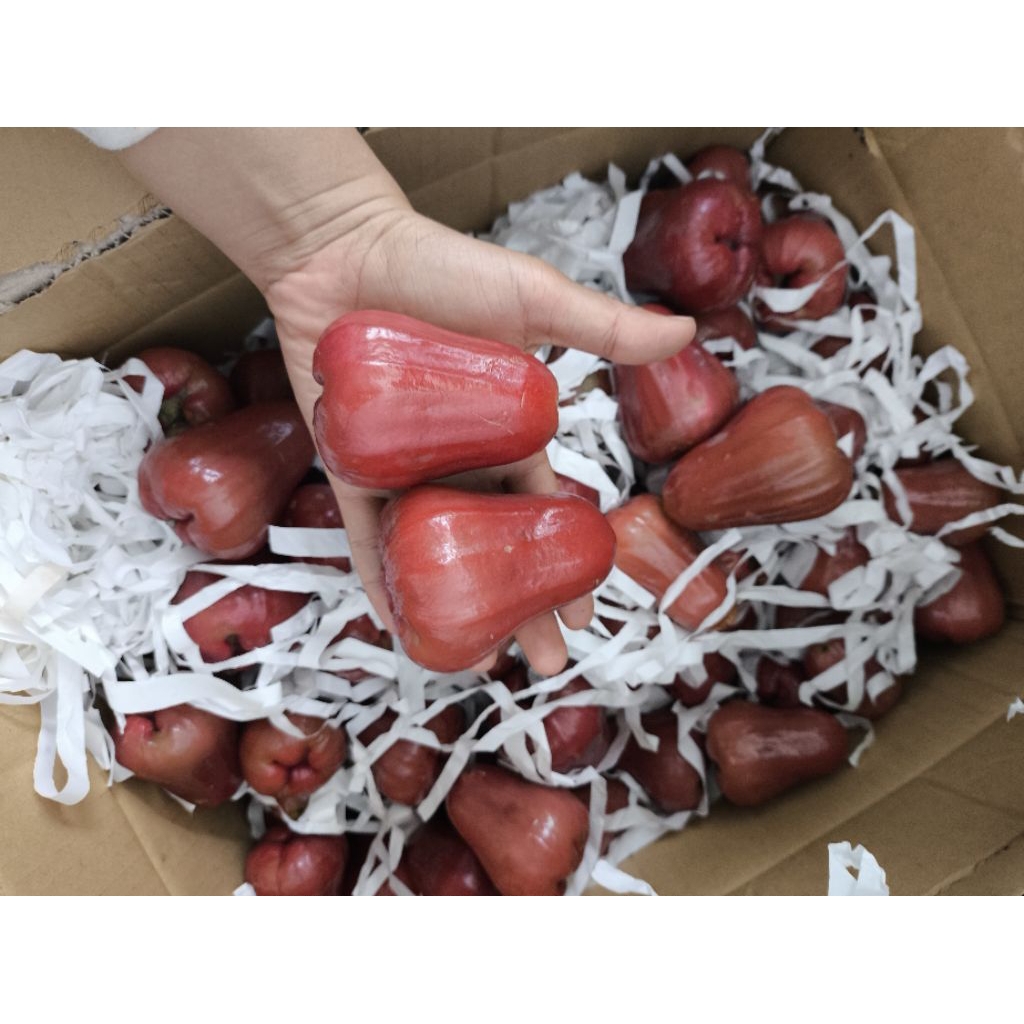 

Jambu Citra Grade A Manis dan Fresh 1 kg