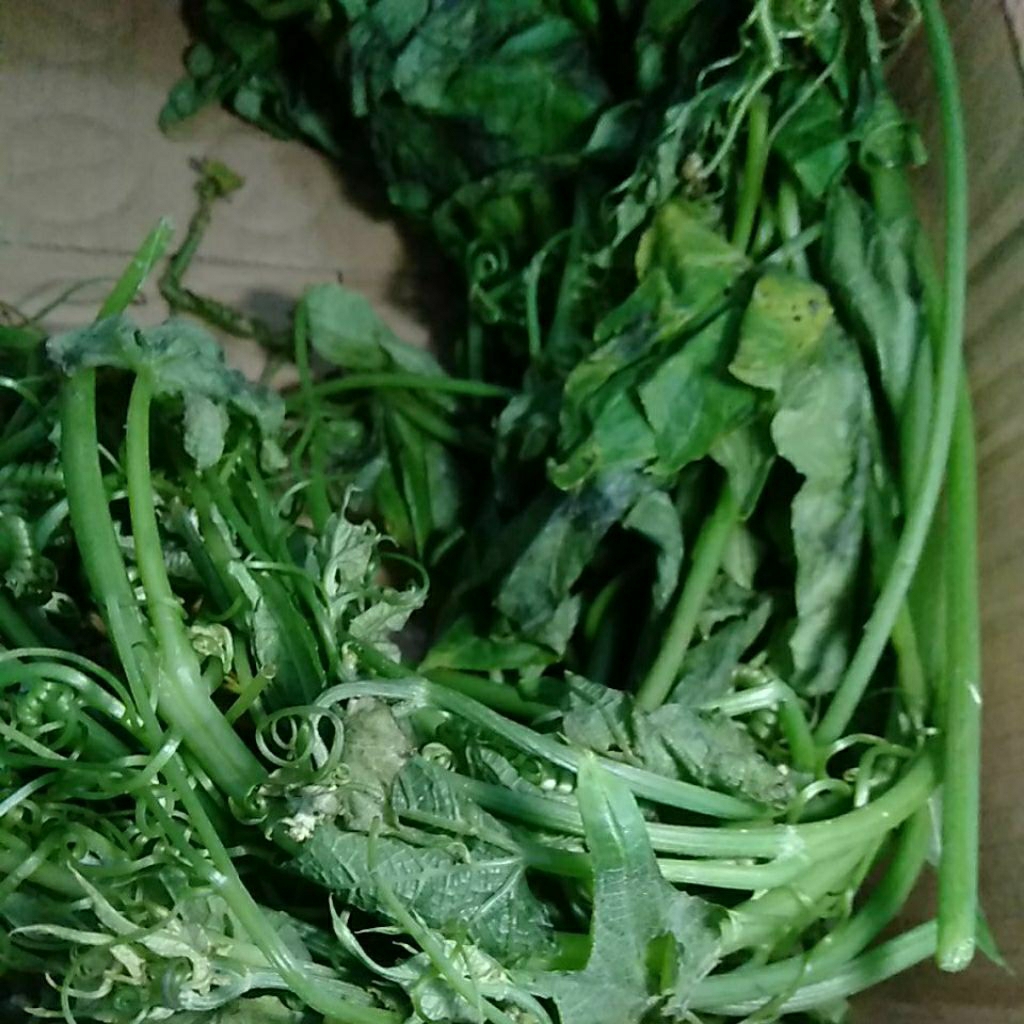 

SAYUR PUCUK DAUN LABU SIAM SEGAR