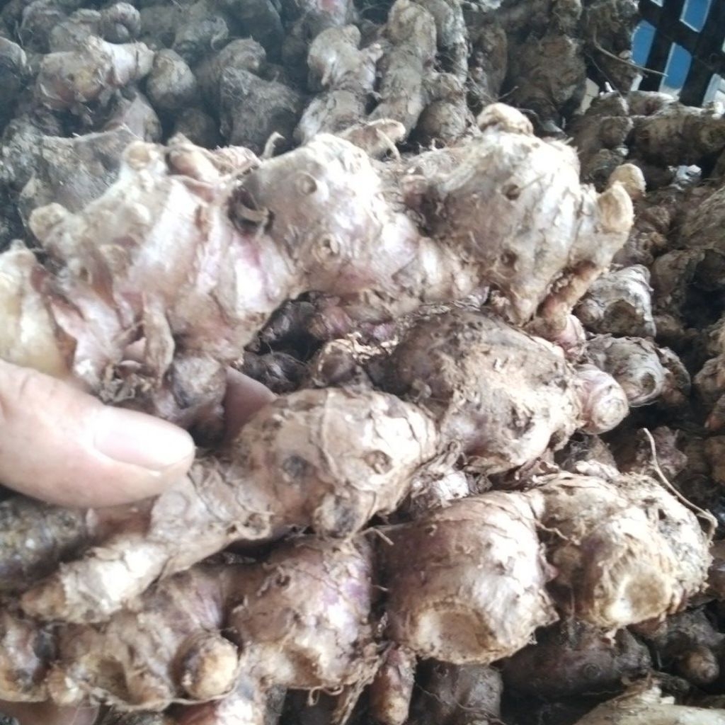 

Jahe Merah Cuci Pilihan Fresh 1KG