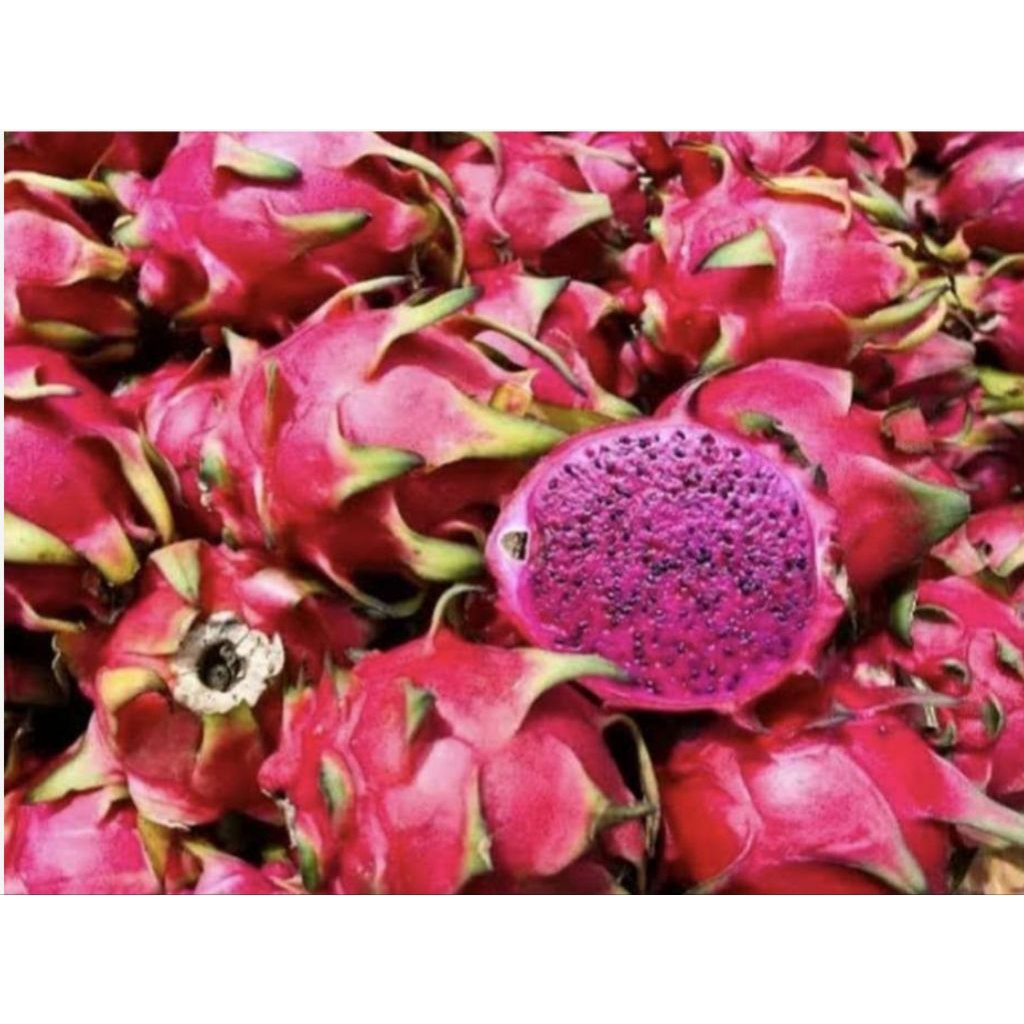 

buah naga 1 kg pilihan bppn