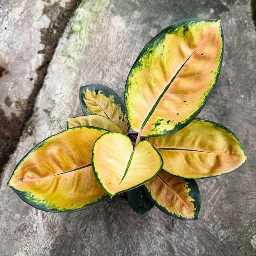 Tanaman Hias Aglonema Sultan Brunai Bunga Hias Aglonema Aglaonema Sultan Brunai Anakan Murah Merah B