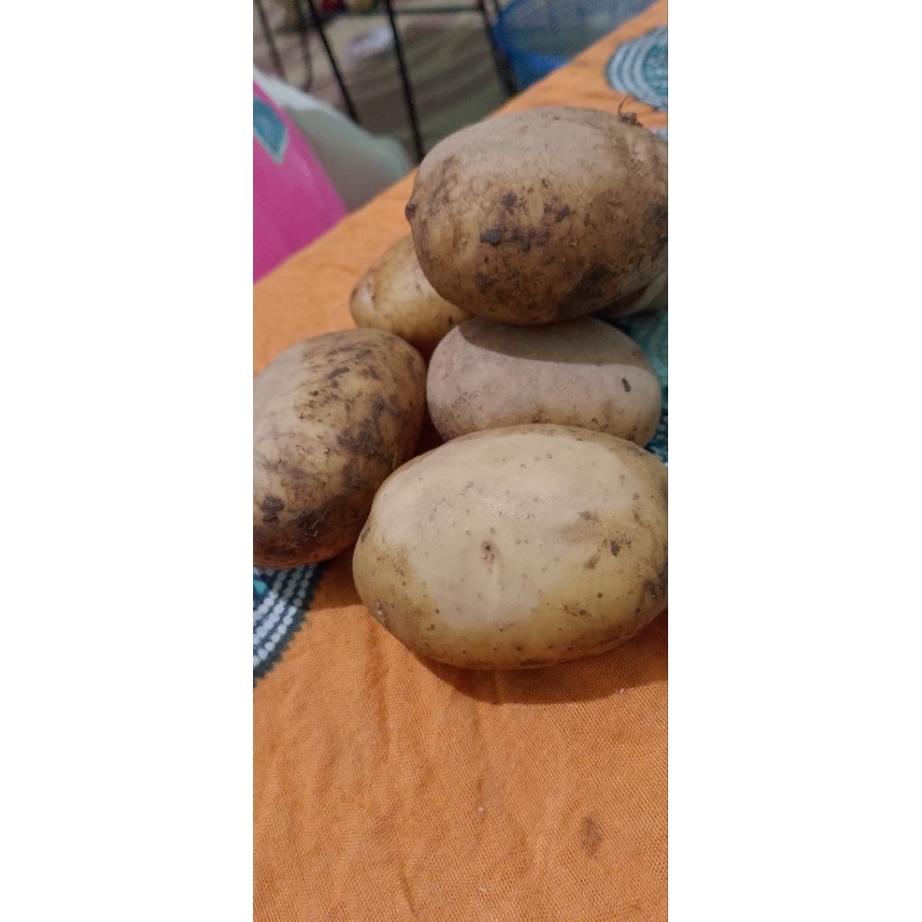 

kentangsedang1kgkulitberstekturwarnalebihkuning