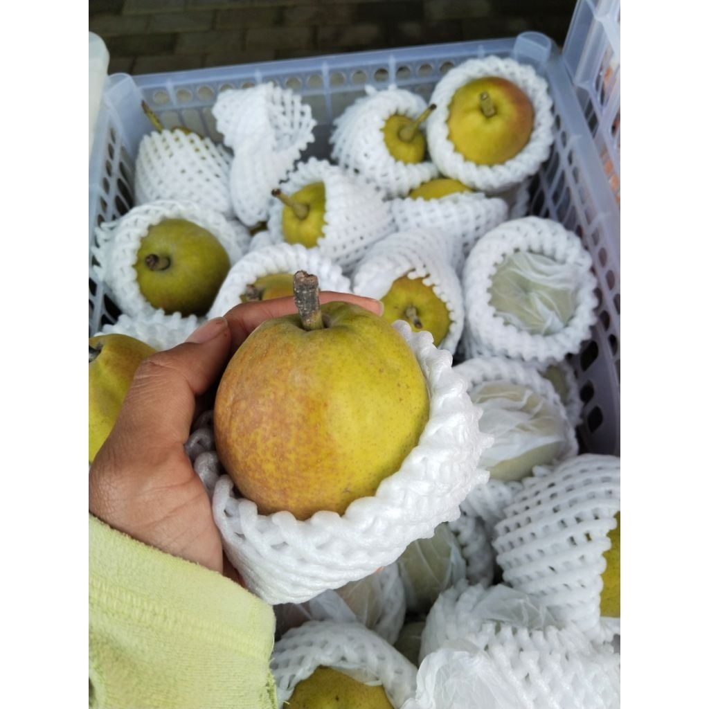 

pear xianglie buah import buah segar pir apel pir manis buah vitamin
