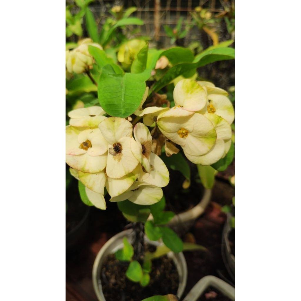 eforbia thailand putih strep hijau #euphorbia